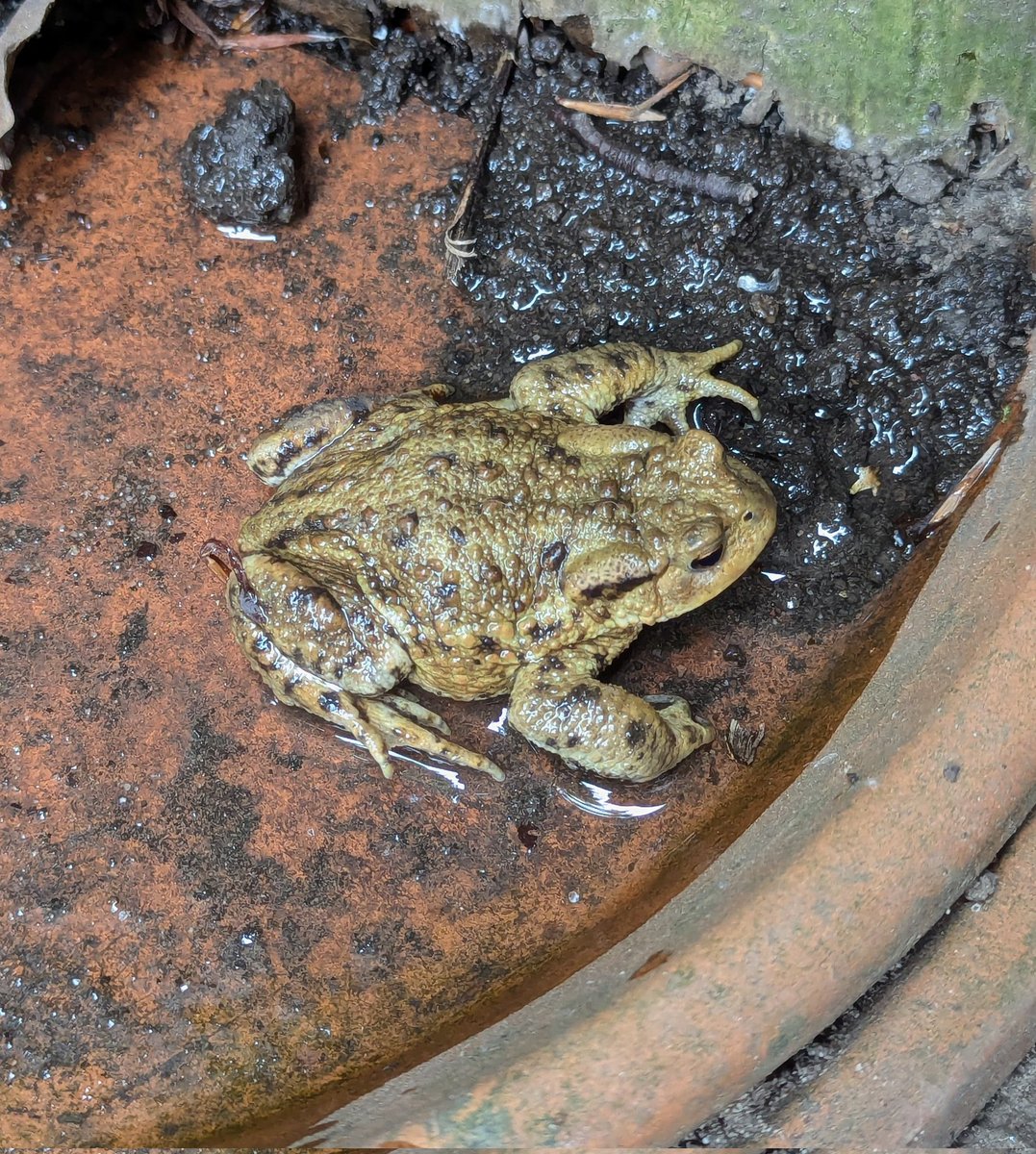 BoomkinDave's tweet photo. Found a friend while doing some gardening this morning and gave the lil happy chappy some water. 🐸 https://t.co/6NHjlKxnBQ