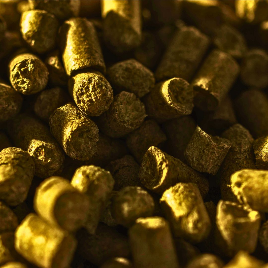 WE LOVE HOPS! 

They are important ingredients to bring the taste and character to our beers, whether using Strata in our BRÚ IPA or Traditional in our BRÚ Lager.

Who is feeling Hoppy today? 🙌
