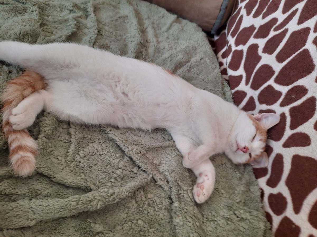 Look at this goober!
Long story short - we found some random suspicious cat at the corner of the neighborhood house. He looks very domestic and scared, so we decided to take home and search for owners.
Now he's home with his family but OH BOY DID HE CAUSE A TON OF STRESS TO US.