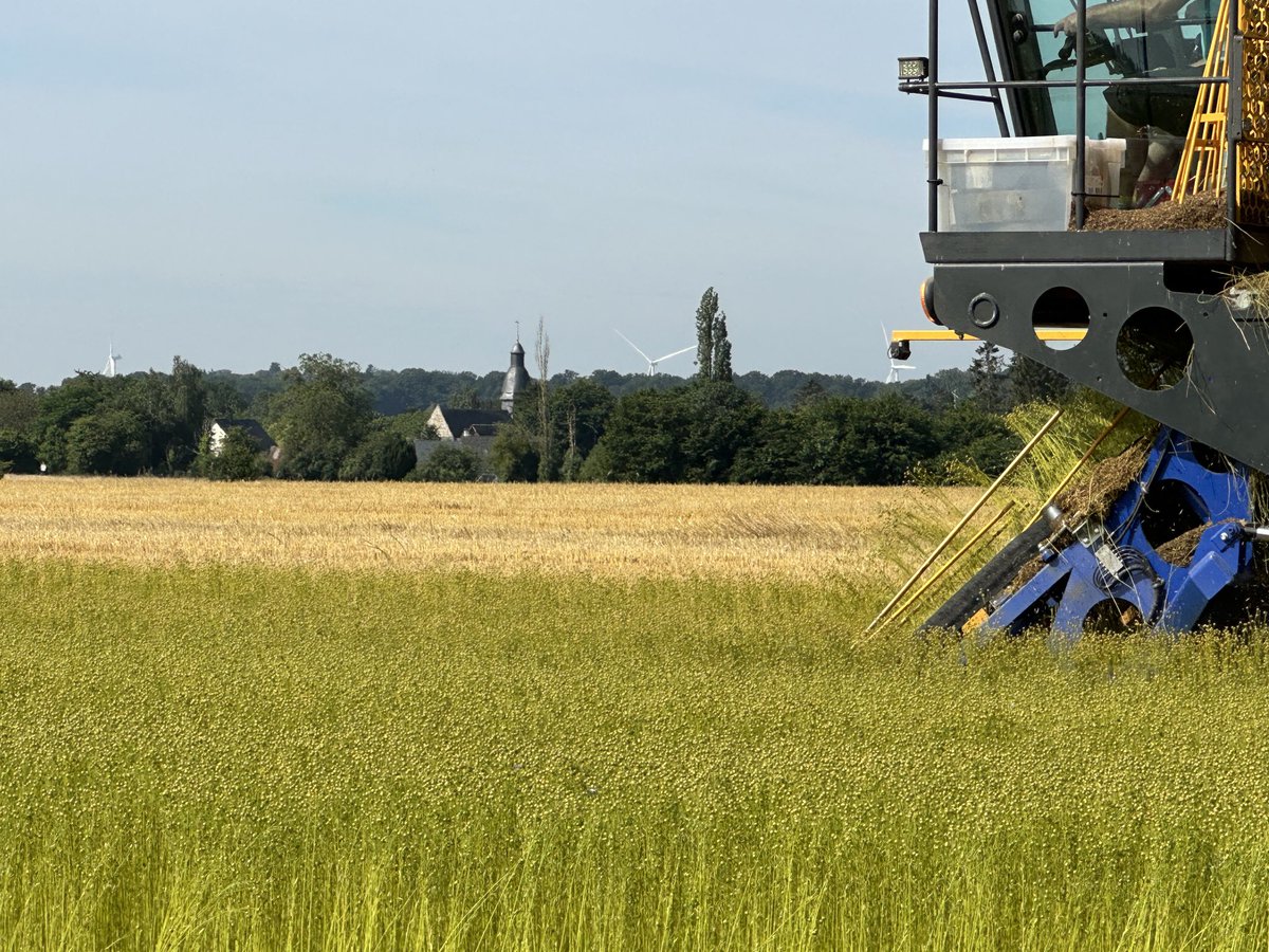 Début des arrachages de #lin de printemps sous le regard bienveillant du clocher de mon village 🤗⁦<a href="/Reynald_Linea/">Sélectionneur lin</a>⁩ ⁦<a href="/HemeryckGuil/">Guillaume Hemeryck</a>⁩ ⁦<a href="/YFlodrops/">Yann Flodrops</a>⁩ ⁦<a href="/flaxlinenhemp/">Alliance for European Flax-Linen & Hemp</a>⁩ ⁦<a href="/CTLN_Coop/">CTLN - Teillage du Neubourg</a>⁩ ⁦<a href="/Arvalisofficiel/">ARVALIS</a>⁩ ⁦<a href="/AssembleeNat/">Assemblée nationale</a>⁩ ⁦<a href="/severine_gipson/">Séverine Gipson</a>⁩