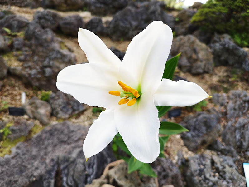 本日、 ＃高山植物室 (日本区)にて、＃タモトユリ が開花しました