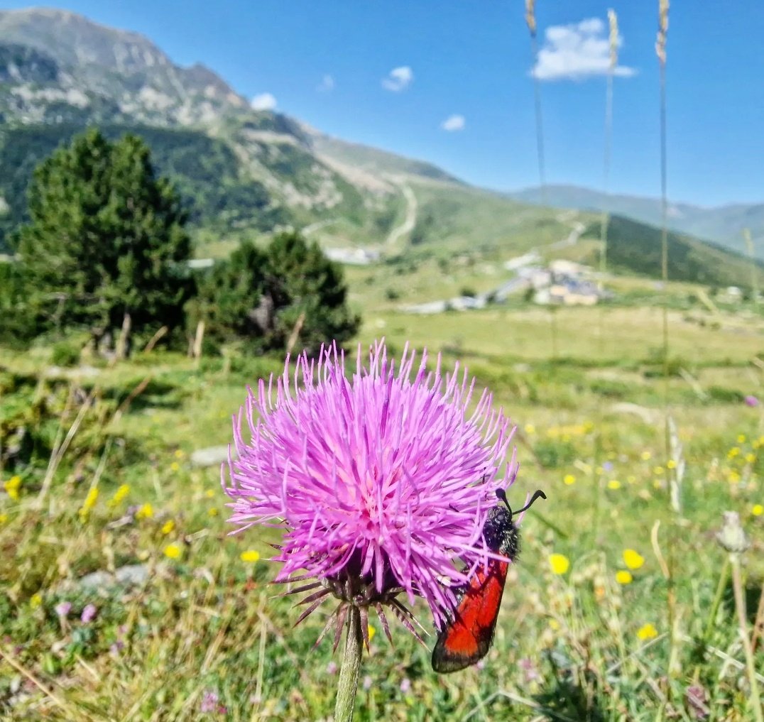 ricardrigall's tweet photo. Flora i fauna del Coll Pimorent. #collpimorent #portè #altacerdanya #pyrenneesorientales #pyrenneescatalanes #visitpo #bicicleta #btt #mtb #estiu2024 https://t.co/IJTnlVLdKh