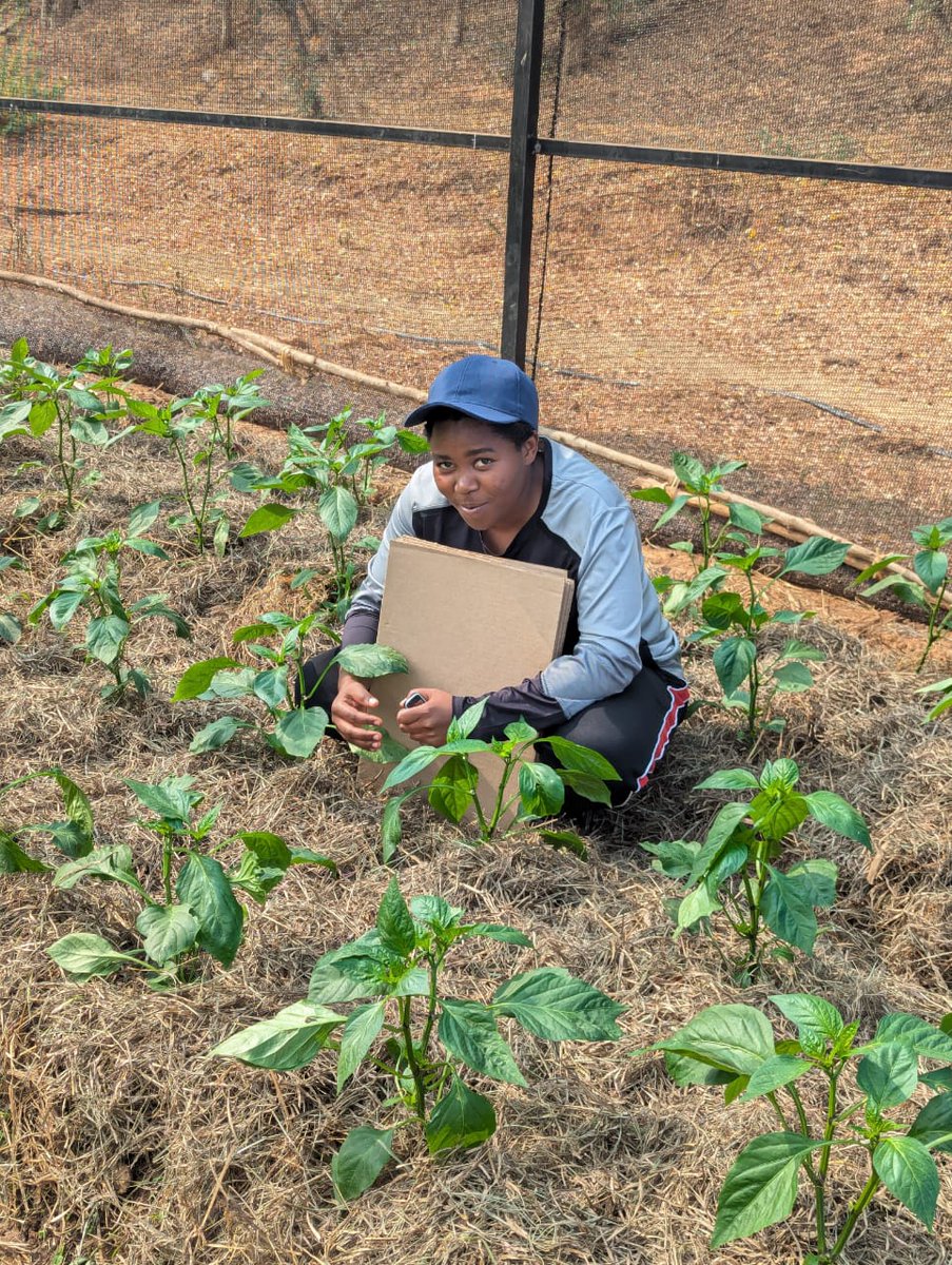 Musanaberara's tweet photo. Happy weekend conservation agriculture advocates! This photo showcases one of the pillars of conservation agriculture: permanent soil cover (mulching), which helps retain moisture, improve soil health, and prevent erosion. #ConservationAgriculture #SustainableFarming https://t.co/kv3TJu6711