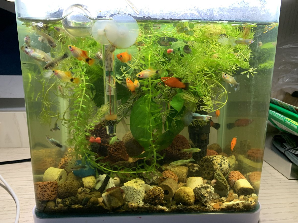 William Oreo tweet media