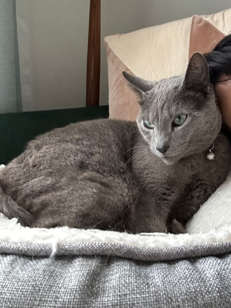 Nina Wale (@ninawaleeeb) on Twitter photo ATTENTION N. LONDONERS (N1). LOST CAT.
Grey, Russian blue male, green eyes, red & black checkered collar w/3 bells. Last seen Wed 17 July. Usually roams Waterloo Trrce, Barnsbury & Battishill Sts.
Check sheds, garages. Email czhu711@gmail.com if found. Reward offered.
PLS RT ATTENTION N. LONDONERS (N1). LOST CAT.
Grey, Russian blue male, green eyes, red & black checkered collar w/3 bells. Last seen Wed 17 July. Usually roams Waterloo Trrce, Barnsbury & Battishill Sts.
Check sheds, garages. Email czhu711@gmail.com if found. Reward offered.
PLS RT