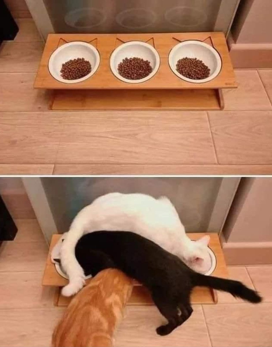 Stefania6891613's tweet photo. la logica dei gatti.
#gatti #catforever https://t.co/ATK7eeL5Wx