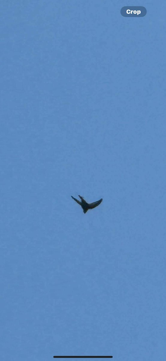 EelsFootinn's tweet photo. Come joins us on this beautiful day with great food and beer. #foodie #summerholidays #beer #naturelovers #countryside #thebest #localbusiness #localpub #drinks #food #local #summer #SummerVibes2024 #bird #birdwatching https://t.co/kqmht0ii2k
