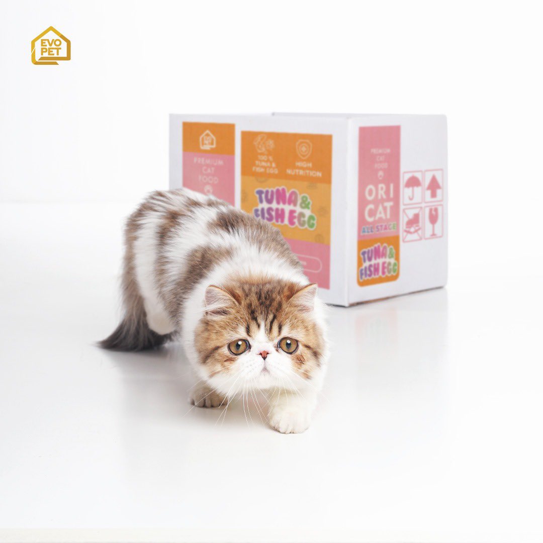 Lifecat | Biocat | Oricat tweet media