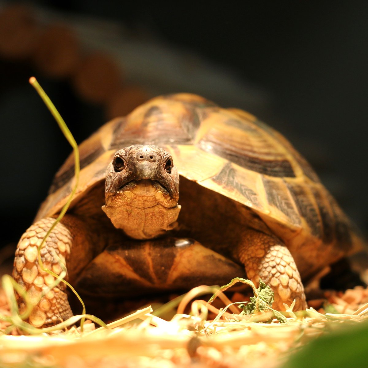 Niemand vermisst ihn. Da darf so ein Fundschildkröterich auch wirklich mal angepisst gucken. Seit fast zwei Wochen ist er nun bei uns, gefunden im Raum Wittenburg. Im Salatbeet saß er. Woher der Kröterich kam, vielleicht erfahren wir es nie.
Mehr: ➡️ land-der-tiere.de/willkommen-sal… 🐢