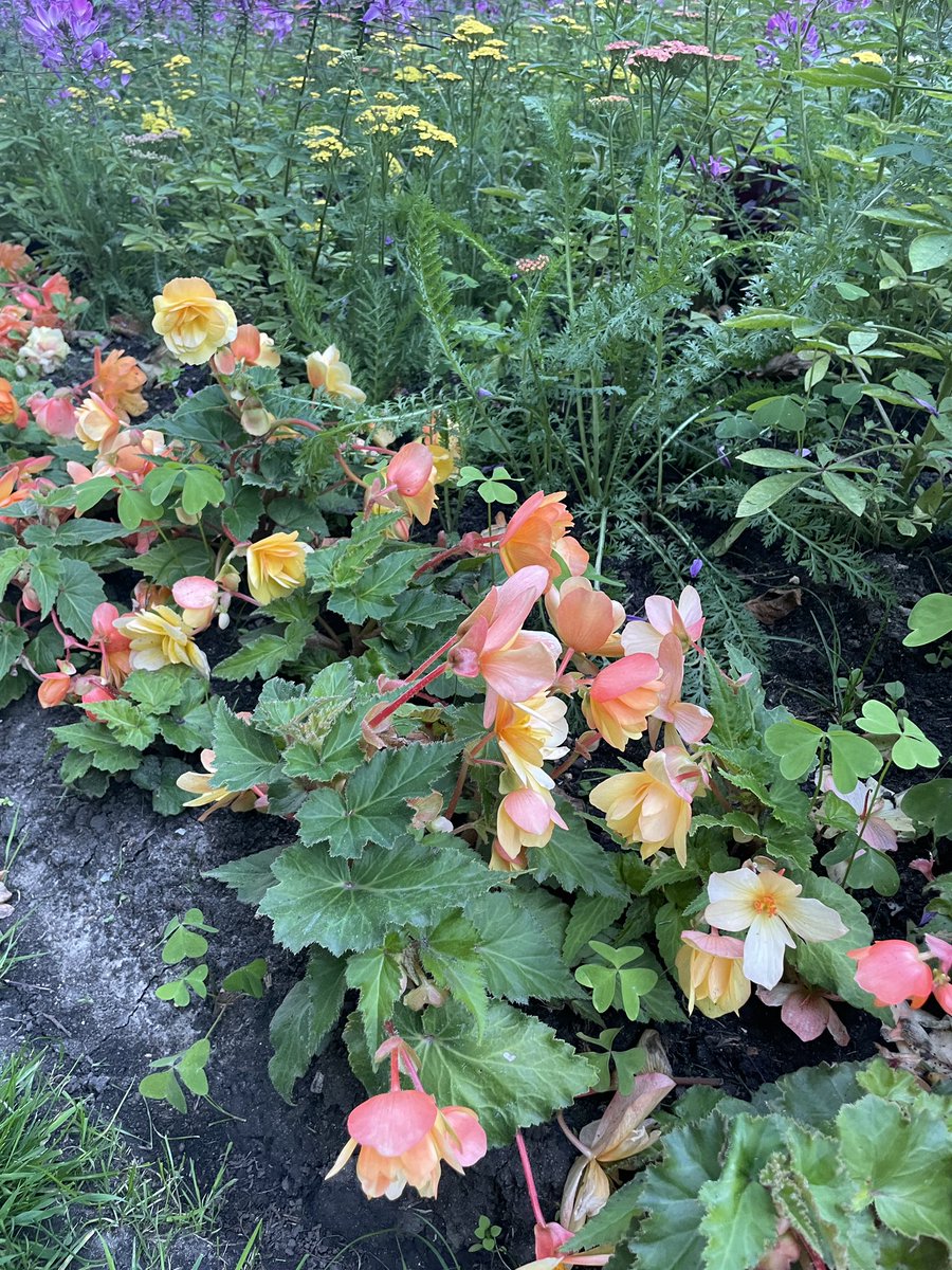 RelaxMeditate's tweet photo. More beauty in nature! Check out embankment gardens in london for these great floral arrangements 💯✅❤️ https://t.co/lTFGGKllfA