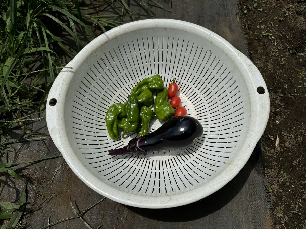 vegeppo_poolo's tweet photo. 夏野菜の収穫シーズン☀️
例年はミニトマトが収穫のメインですが、今日はピーマンの日でした🫑
#POOLO #べじっぽ https://t.co/BcHD7P06av