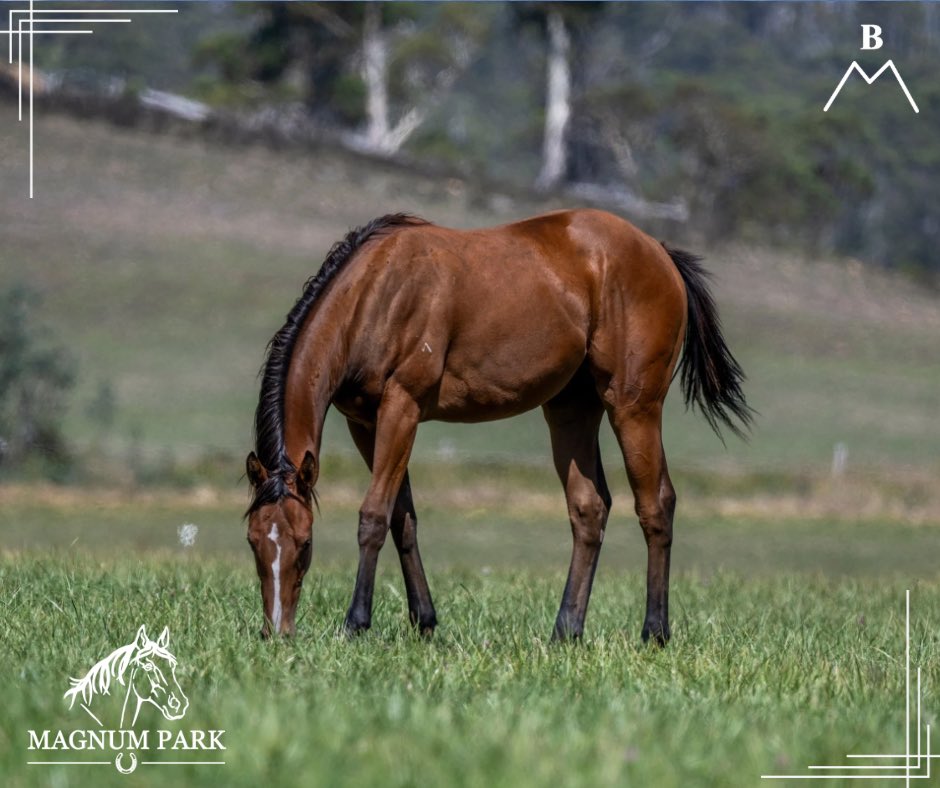 MagnumParkFarm's tweet photo. Say hello to our exceptional filly out of Merciabelle by Rich Enuff! With her striking looks and spirited personality, she's already capturing hearts and showing promise for a bright future. We can't wait to see her shine! 💖🏇

#merciabelle #richenuff #thoroughbred #horses https://t.co/aFXwqha430