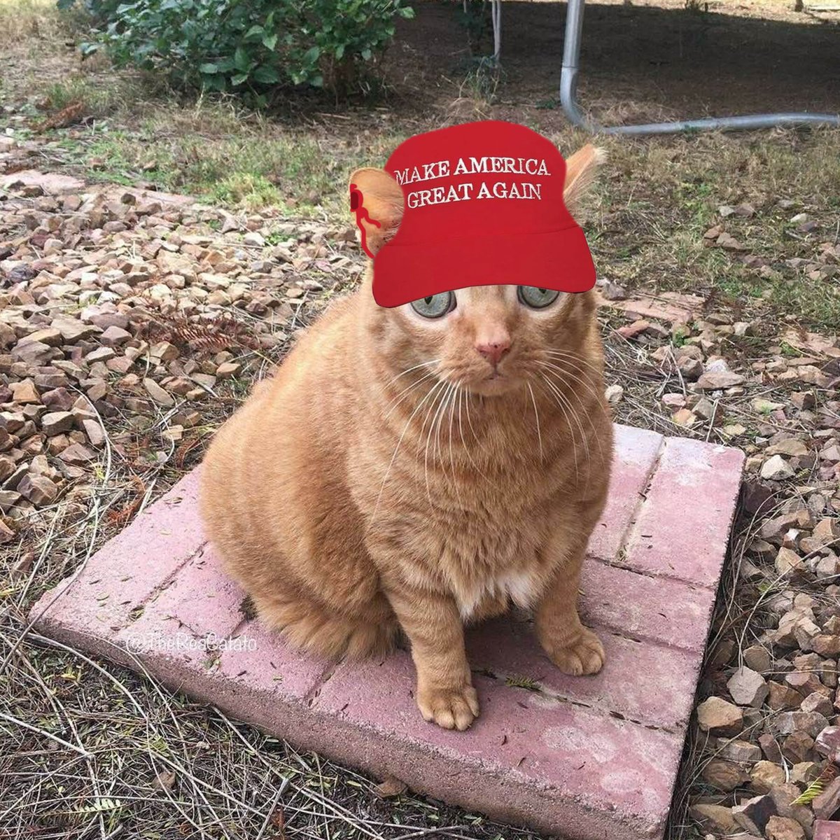 TweakinOnSol's tweet photo. trump $tweakin fam. https://t.co/7ojk0ZCJ1U
