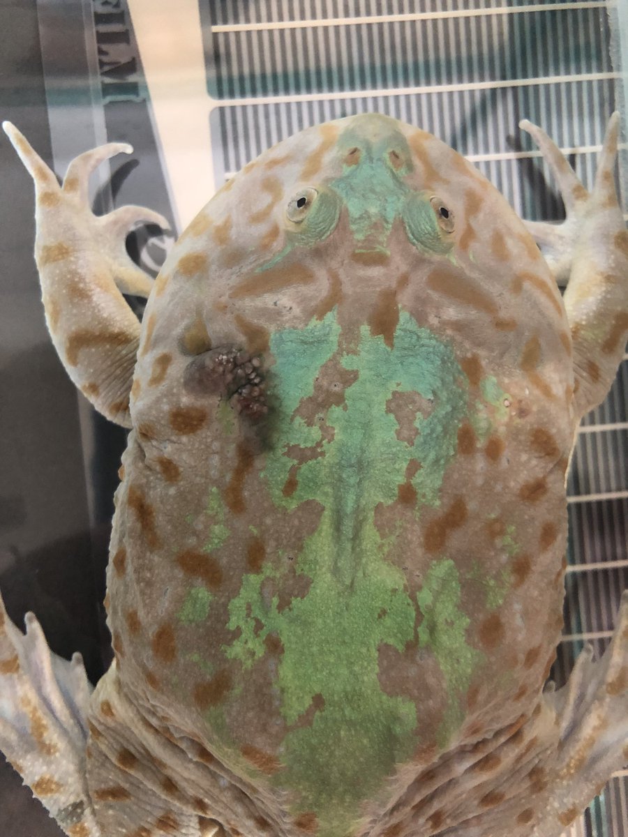 サマー・カムカム (@GymcuNt7oJHdKiA) / Posts / X