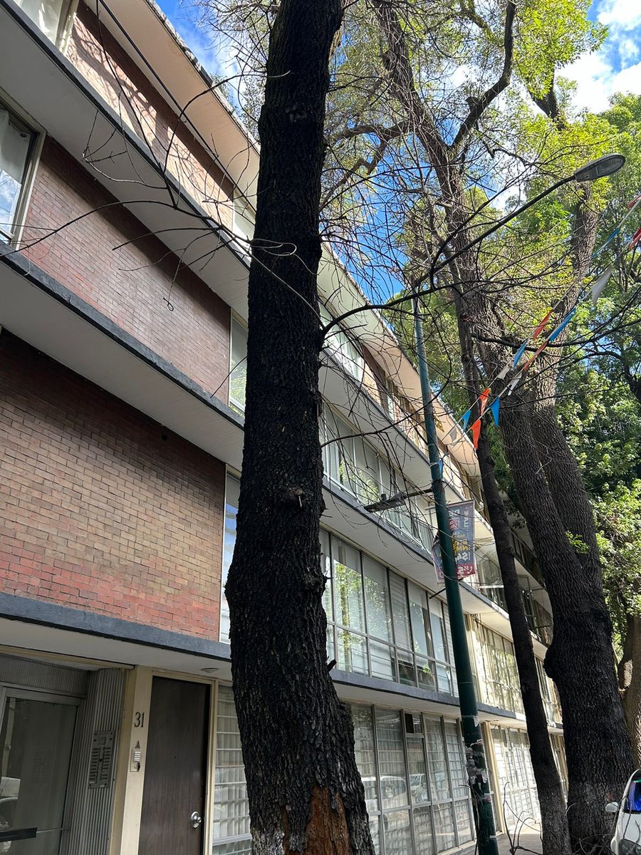 jossber23's tweet photo. @BJAlcaldia hace más de 1 año que hemos reportado este árbol que se encuentra seco y no han acudido a podarlo, evitemos las desgracias y atiendan las solicitudes, el pasa 8 de julio de levanto de nuevo el reporte en ventanilla única. Calle Giorgione entre Tintoreto y Botticelli https://t.co/hfFE3ouUIV