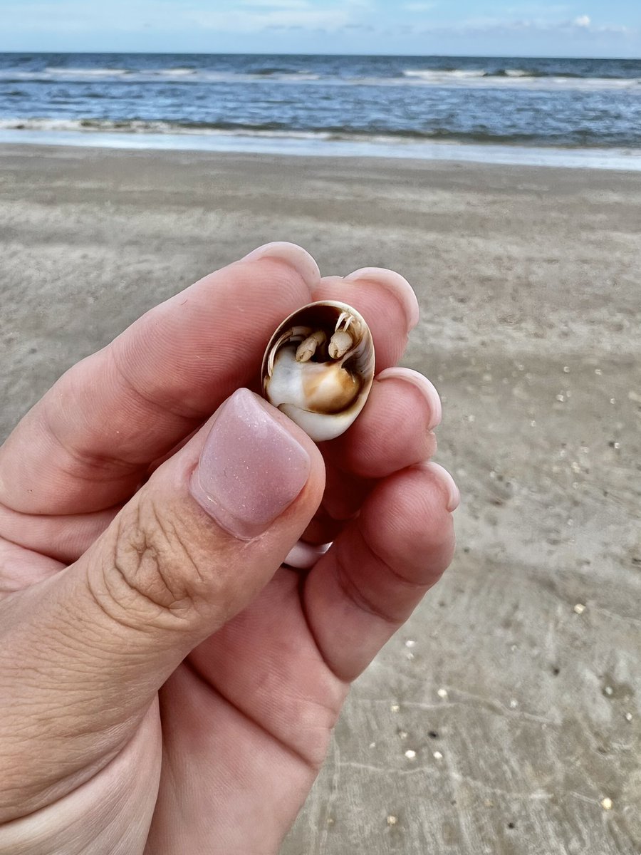 SERE Bulldog Library tweet media