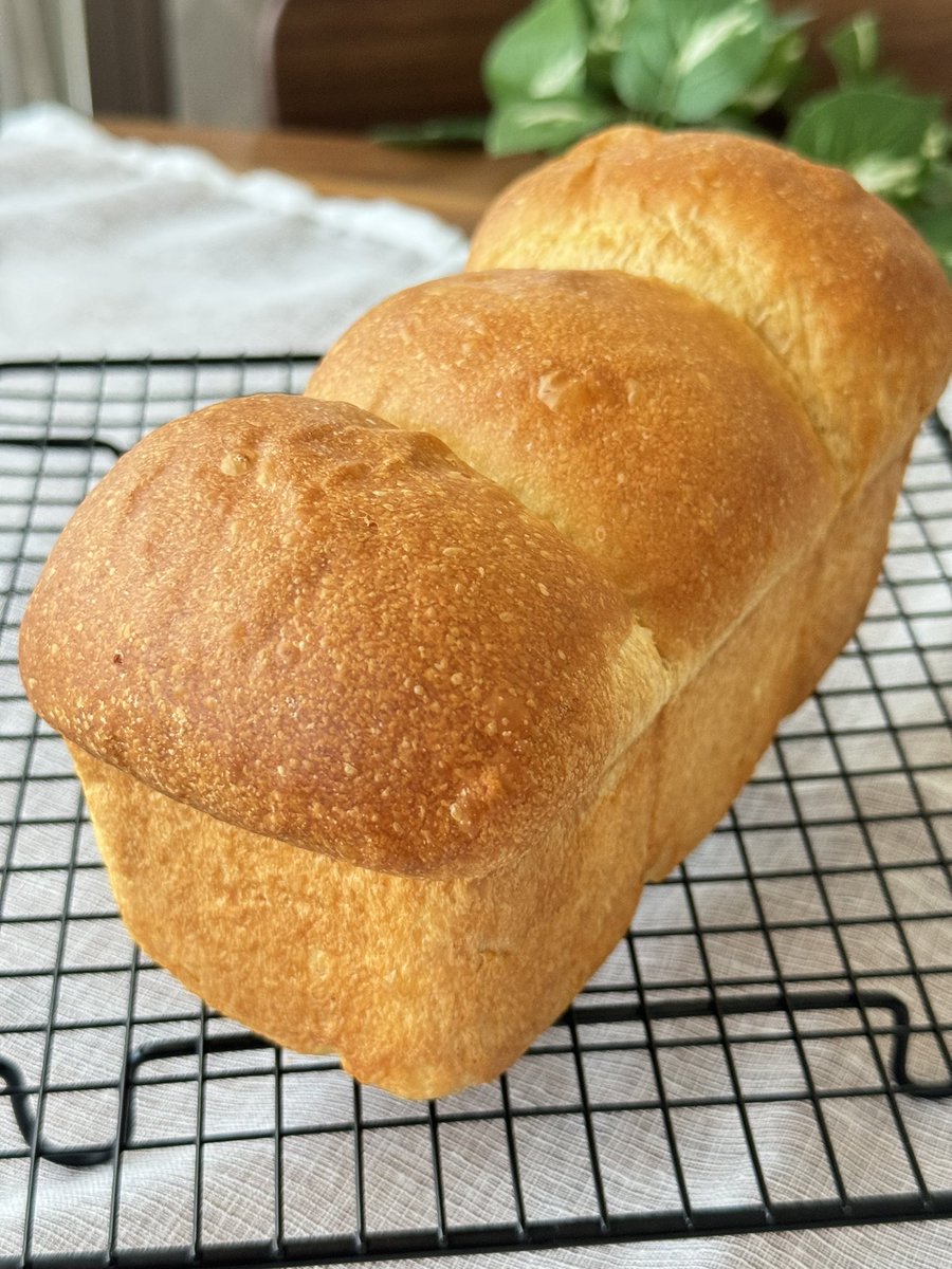 黒糖を使って、食パンとマルパンの試作！
酒種酵母パンなので、ふわもちが半端ない😆
今日もパン焼いてます🍞
#オンラインパン教室
#酒種酵母パン