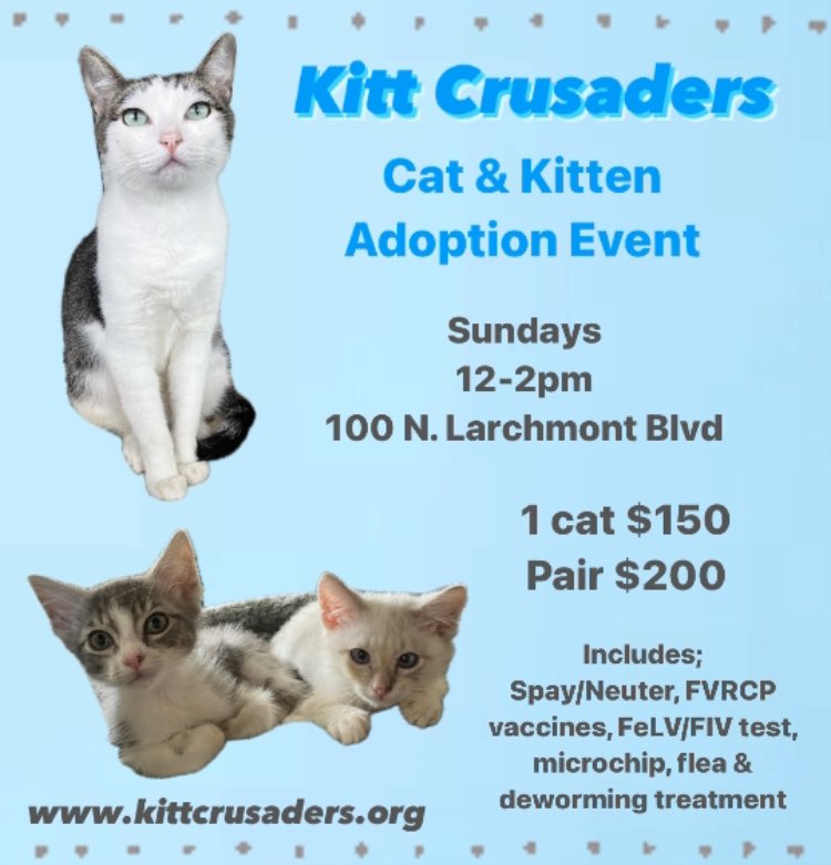 Adoption Sunday is almost here! Come see all our adoptable kitts! 😻😻😻