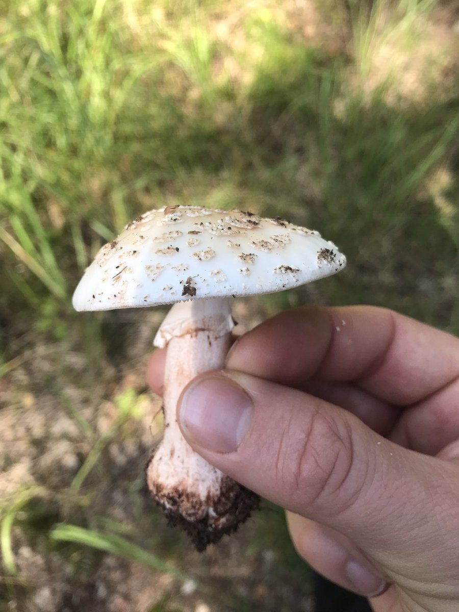 AHespPoet's tweet photo. A day foraging in the forest https://t.co/724qHnY0HP