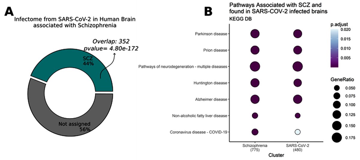 sanilrege's tweet photo. Molecular overlaps of Neurological manifestations of COVID-19 and schizophrenia. 🚨

👉The COVID-19 brain proteome enriches processes that are hallmark features of schizophrenia

👉Shared and distinct molecular pathways were identified in both conditions.

👉Brain ageing processes are likely to present in both COVID-19 and schizophrenia, though possibly driven by different mechanisms

👉Alterations in brain cell metabolism:

-Schizophrenia primarily impacts amino acid metabolism.
-COVID-19 predominantly affects carbohydrate metabolism.

👉Metabolic pathways associated with astrocytic components are enriched in both conditions, suggesting astrocytes' involvement in pathogenesis.

👉Both COVID-19 and schizophrenia influence neurotransmitter systems but with distinct impacts.

Reference: https://t.co/TpJLuW5LFh

#Covid