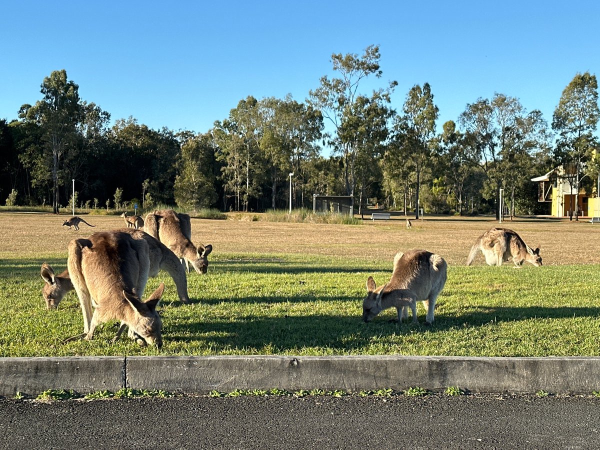 FuelloxFMS's tweet photo. Bit of Saturday work and our resident Kangaroos are socialising. https://t.co/6kqtOXFBfM