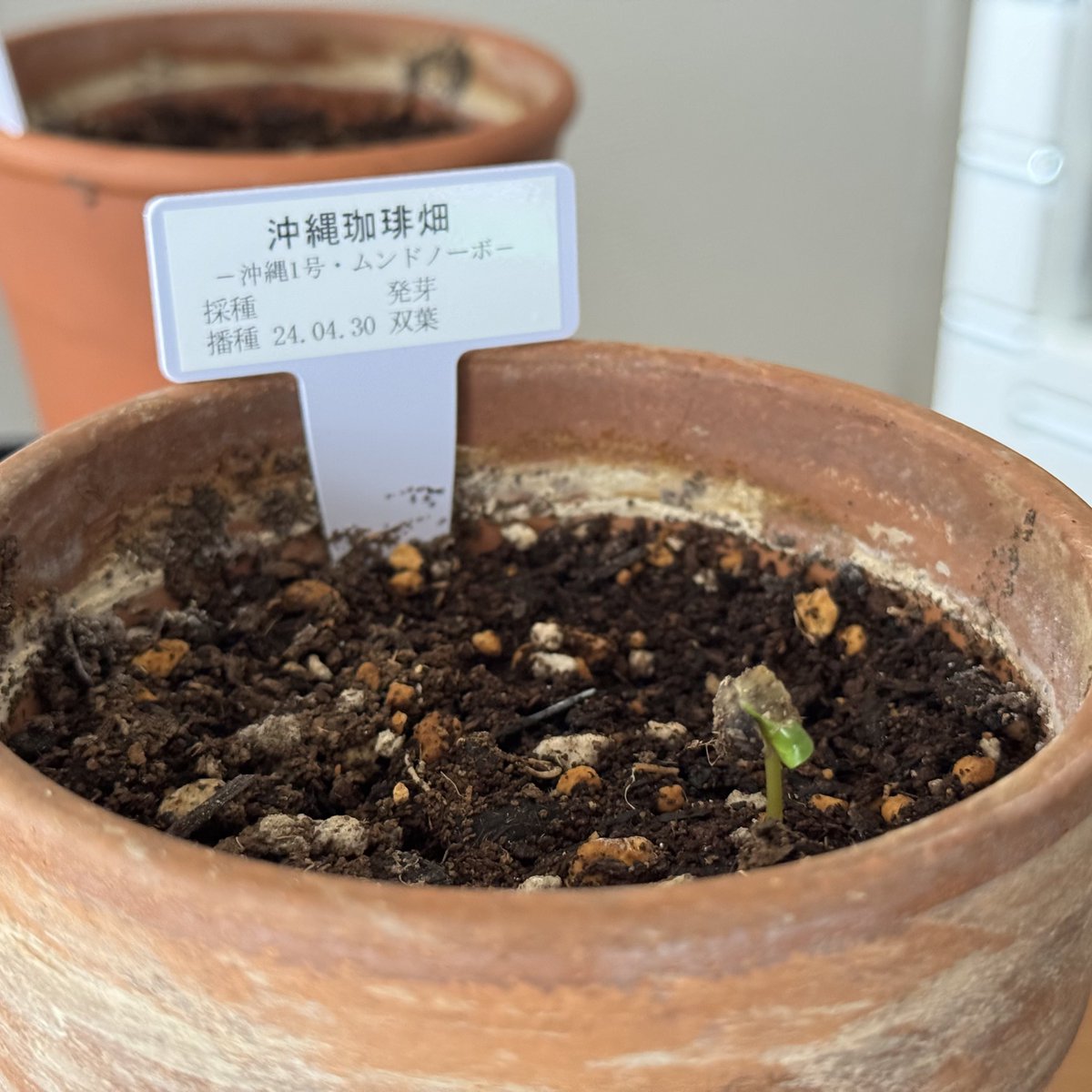 chris_rn's tweet photo. 沖縄コーヒー畑さん(@coffeebatake )の発芽チャレンジ、豆を植えてから約2ヶ月半！発芽してくれました！
これから大切に育てます(^^)

#沖縄コーヒー畑 https://t.co/hehocf5cno