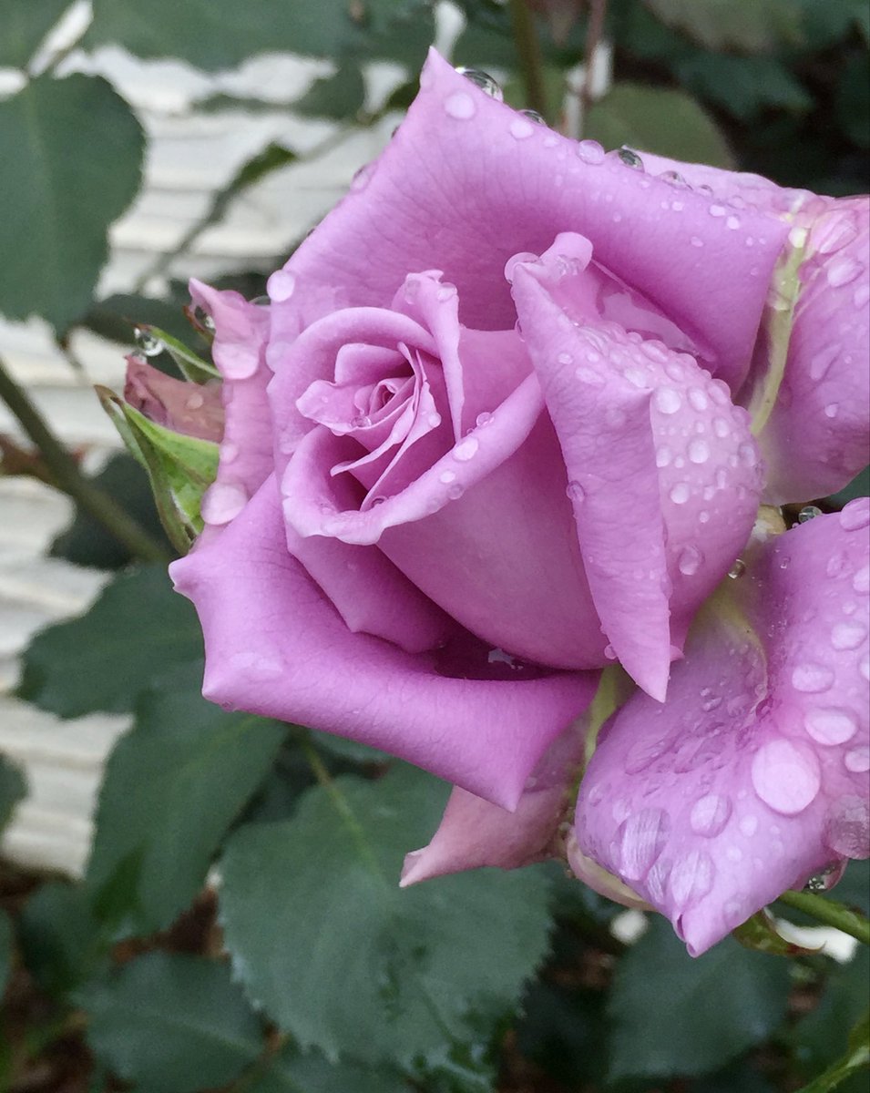 iwa1122rose's tweet photo. 薔薇は「藤娘（ふじむすめ）」🌹
( Rose  Fujimusume )

涼のある午後を🌹🍀🩷🌿💦❄️
Good Afternoon ♪

#Fujimusume
#藤娘
#rosegarden https://t.co/nNNoYtMM04