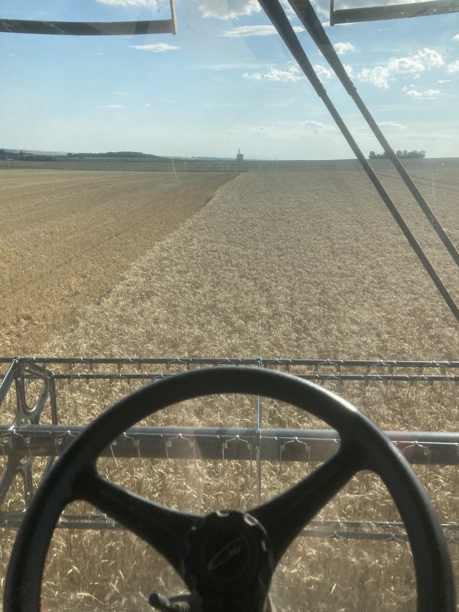 OlivierCOSTE2's tweet photo. J’ai oublié de te dire @BONNIN1402 .
On a débuté hier la #Moisson2024 dans du #blé #MMS2024.
Comme nous stockons le #LuHarmony,
on a fait un échantillon #Agriculture chez 
@Soufflet_Agri. 
Pour le moment,le résultat est mieux que 2023.
Je prends la route ce matin,avant les ⛈️. https://t.co/o1j3i5s1l3