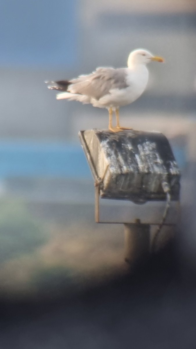 Mikeebateman's tweet photo. Dragged the missus out of bed to see a lifer for her, a Yellow Legged Gull, viewable from our balcony. Nice start to a Saturday, I'll let her make me a cuppa as thanks https://t.co/T3mDnotmB8