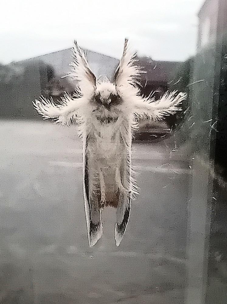 MinxyOwl's tweet photo. Yay! It's the weekend!
#HappyMoth 🤍 https://t.co/IRvEfLA2rk