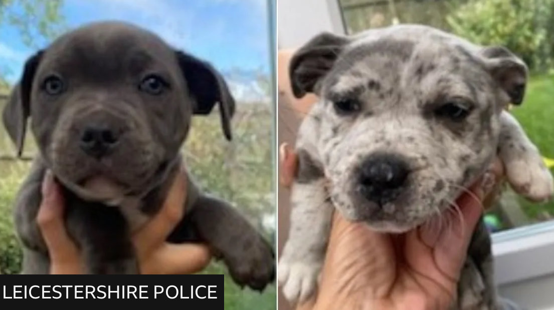 Leicester: Boy, 14, charged after puppies stolen from home

Det Con Phoebe Whittington said: "If you recognise them from the pictures or have seen them for sale, please report it to us." - BBC News MT <a href="/leicspolice/">Leicestershire Police</a> #PetTheft 
bbc.co.uk/news/articles/…