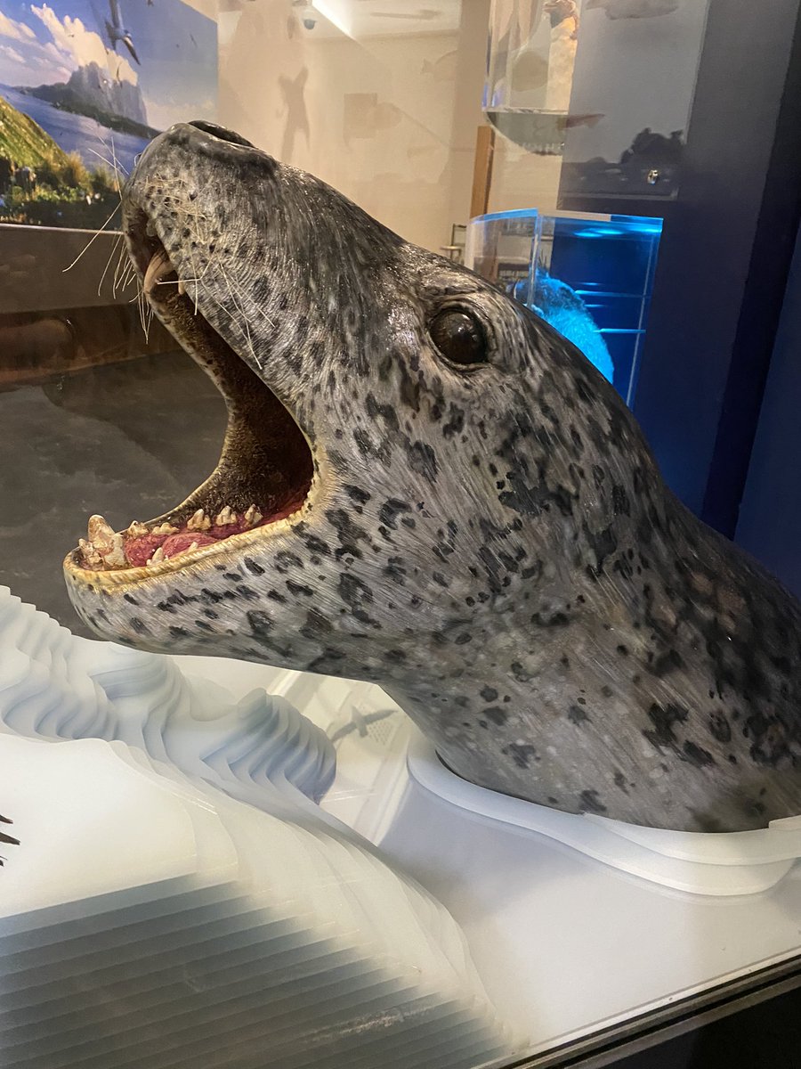 robot_pup's tweet image. Leopard seal skull &amp;amp; model at the museum #leopardseal