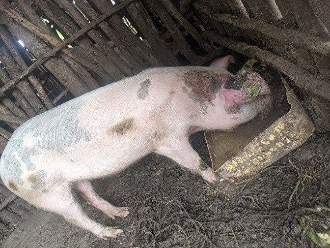Salus_in_fuga's tweet photo. The significance of pigs within rural communities extends beyond mere agricultural utility, encompassing socio-economic resilience through their role as versatile assets, providing sustenance, income diversification, and cultural cohesion.
#feedcommunity
#farming_for_better_life https://t.co/CSczPIaPSi