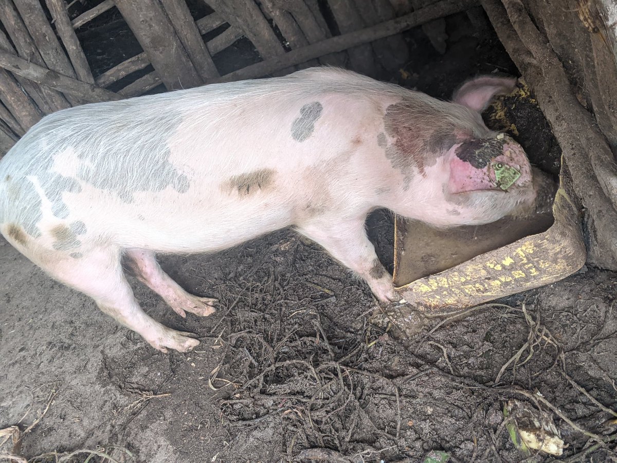 Salus_in_fuga's tweet photo. The significance of pigs within rural communities extends beyond mere agricultural utility, encompassing socio-economic resilience through their role as versatile assets, providing sustenance, income diversification, and cultural cohesion.
#feedcommunity
#farming_for_better_life https://t.co/CSczPIaPSi