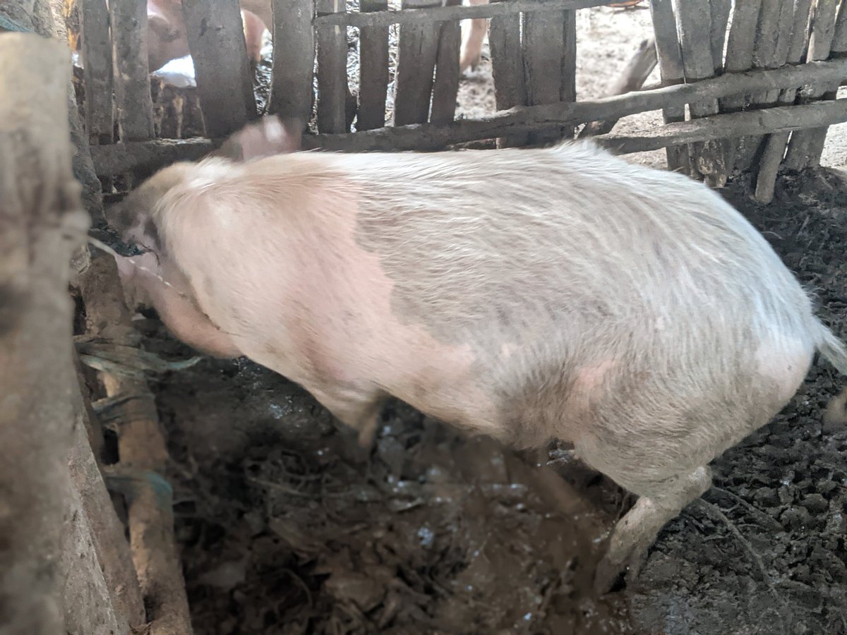 Salus_in_fuga's tweet photo. The significance of pigs within rural communities extends beyond mere agricultural utility, encompassing socio-economic resilience through their role as versatile assets, providing sustenance, income diversification, and cultural cohesion.
#feedcommunity
#farming_for_better_life https://t.co/CSczPIaPSi