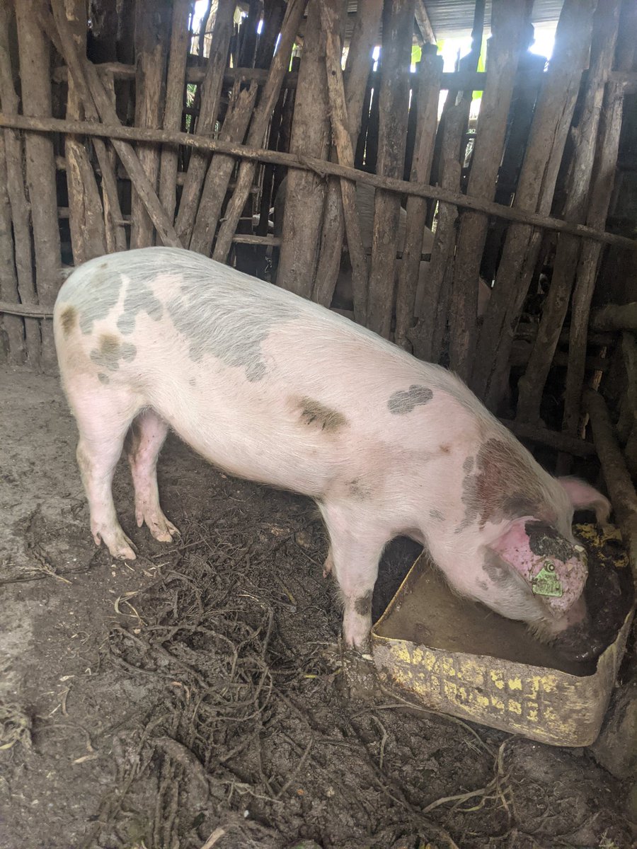 Salus_in_fuga's tweet photo. The significance of pigs within rural communities extends beyond mere agricultural utility, encompassing socio-economic resilience through their role as versatile assets, providing sustenance, income diversification, and cultural cohesion.
#feedcommunity
#farming_for_better_life https://t.co/CSczPIaPSi
