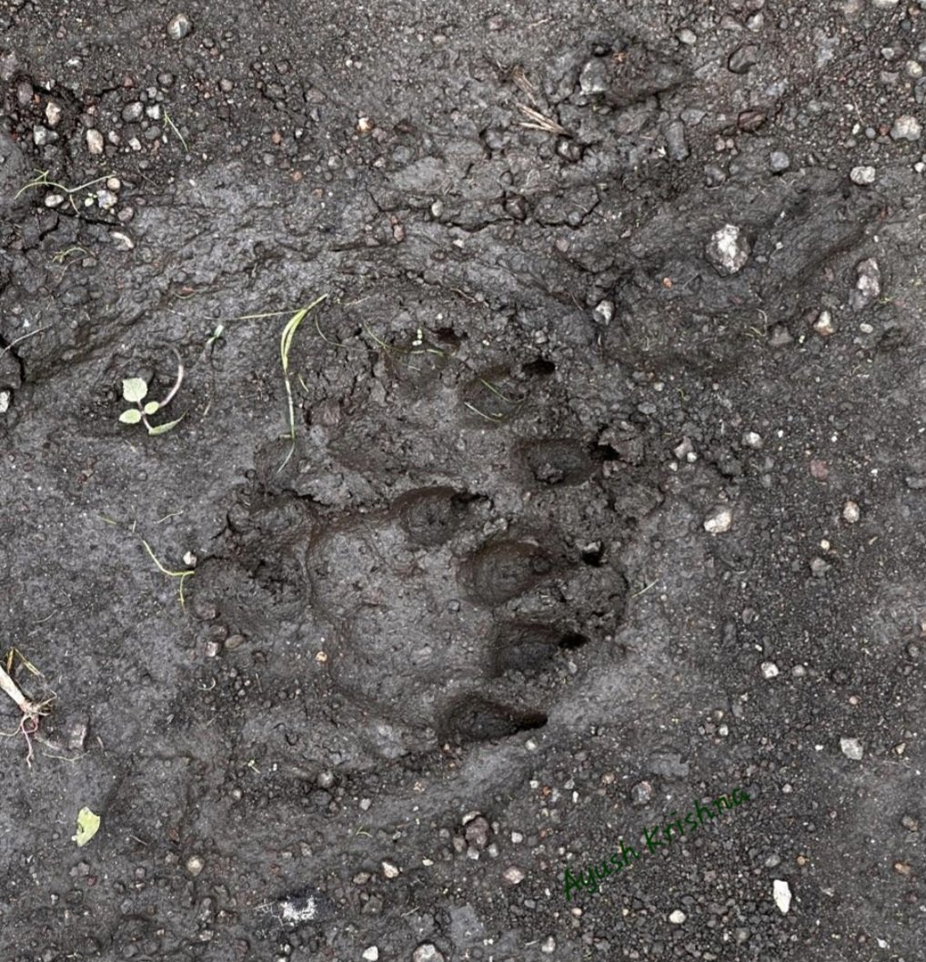 jayotibanerjee's tweet photo. Walking in Forests like a pretend Fairy..
So that;
-We get to meet the dazzling "SaathBhai"snake(Melghathi name)
-We don't miss the wild mushroom clusters disguising as Dosas
-The Bear Trail 👣 
Nor the sudden Forest clearing &amp; brook we stumble upon
Hiking somewhere in Melghats.. https://t.co/Tx7ar6e8sQ