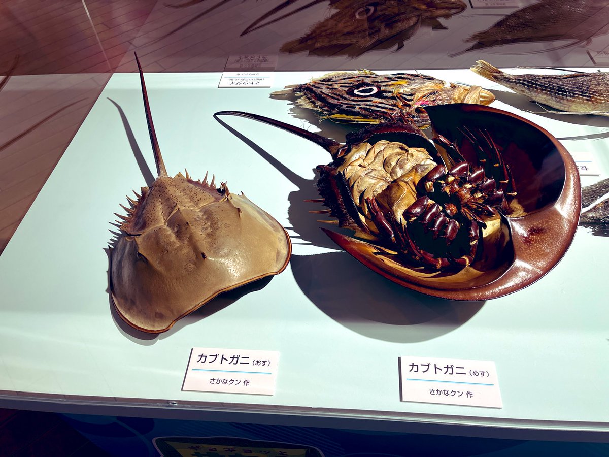 さかなのこ 放送中なので… サカナ☆スター展で展示中の さかなクンの