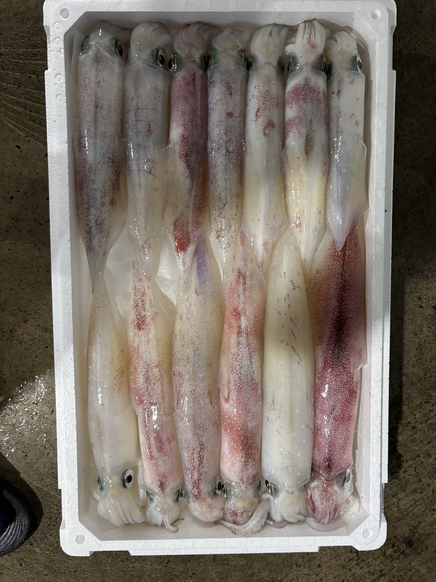suzu_fishing_'s tweet photo. 週末は人多いし遠慮。今期１回目の3桁。
満足釣果！！
#山陰　#鳥取　#赤碕　#白イカ　#ケンサキイカ　#オモリグ　#3桁　#オリジナル仕掛け　#luxxe  #スピードメタルr https://t.co/sYEAu46err