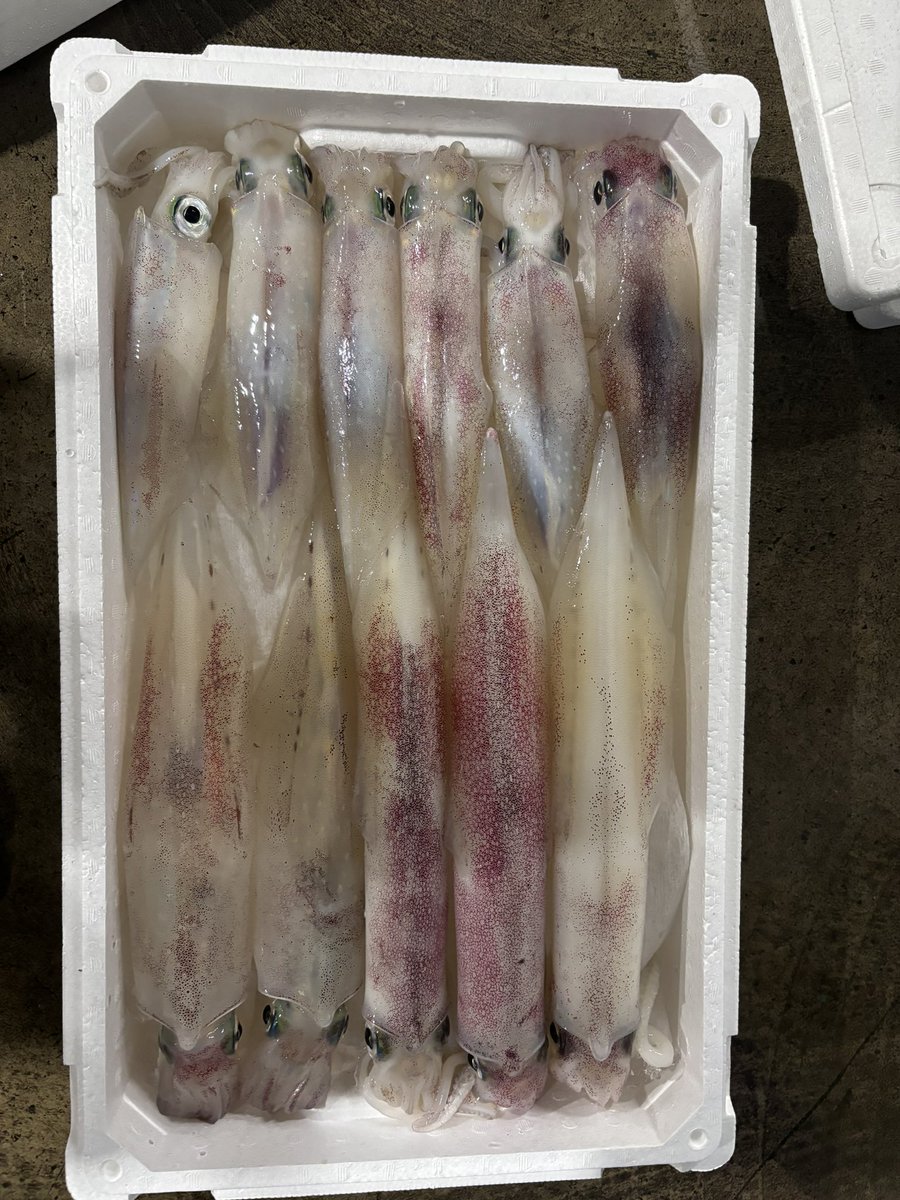 suzu_fishing_'s tweet photo. 週末は人多いし遠慮。今期１回目の3桁。
満足釣果！！
#山陰　#鳥取　#赤碕　#白イカ　#ケンサキイカ　#オモリグ　#3桁　#オリジナル仕掛け　#luxxe  #スピードメタルr https://t.co/sYEAu46err