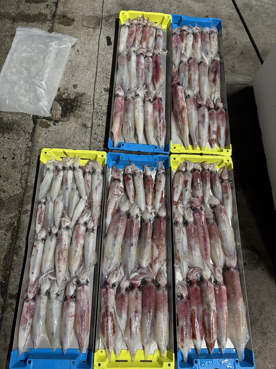 suzu_fishing_'s tweet photo. 週末は人多いし遠慮。今期１回目の3桁。
満足釣果！！
#山陰　#鳥取　#赤碕　#白イカ　#ケンサキイカ　#オモリグ　#3桁　#オリジナル仕掛け　#luxxe  #スピードメタルr https://t.co/sYEAu46err
