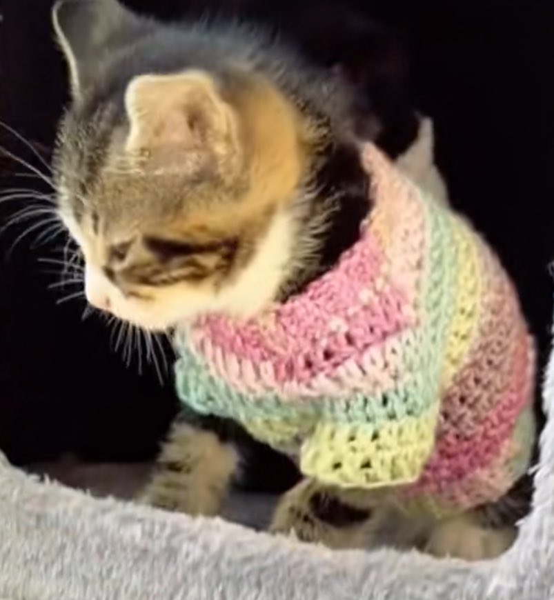 🐱🧶

WELCOME HOME MC LEEKNOW
#ForeverMCLeeKnow
#우리천재엠씨리노
<a href="/Stray_Kids/">Stray Kids</a>