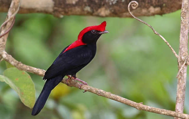 brasil_aves's tweet photo. 🇧🇷Soldadinho
🌎Antilophia galeata

O soldadinho, é uma ave passeriforme da família Pipridae

📷 Lindolfo Souto https://t.co/DOzjCTKXBC