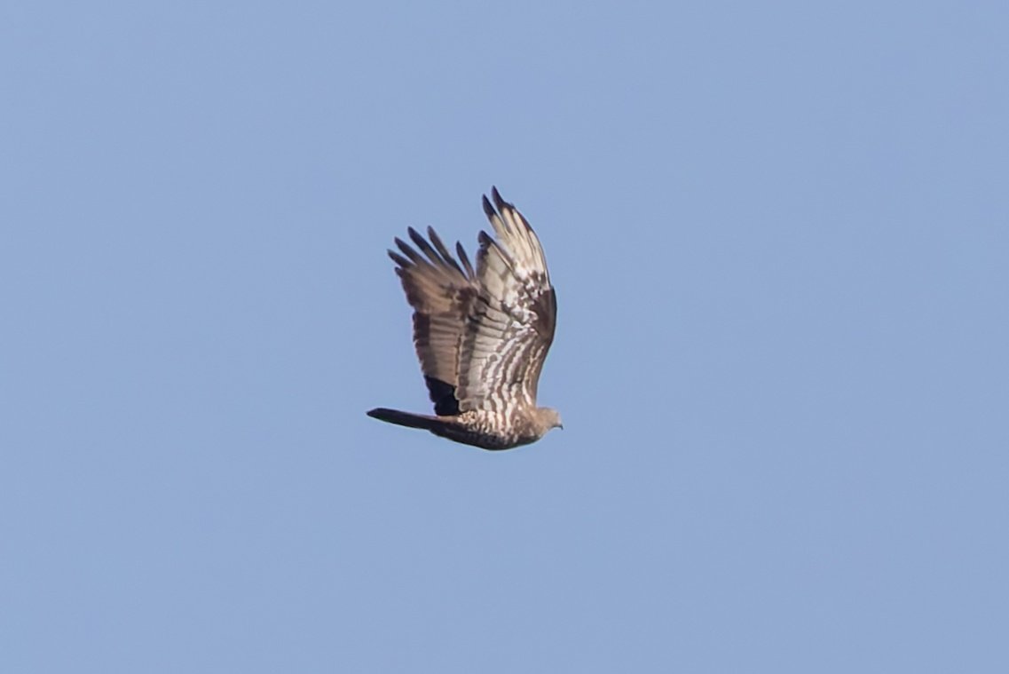 Joe (@gninwodeoj) on Twitter photo The honey buzzards were enjoying the heat yesterday, lots of activity from 3 individuals including a flyby with a frog being carried and some brief wing clapping. Even the closest was ~500m, but still amazing to watch! <a href="/SussexOrnitholo/">Sussex Ornithology</a> <a href="/SussexBirding/">Sussex Birding</a> <a href="/SussexWildlife/">Sussex Wildlife Trust 🦔</a> The honey buzzards were enjoying the heat yesterday, lots of activity from 3 individuals including a flyby with a frog being carried and some brief wing clapping. Even the closest was ~500m, but still amazing to watch! <a href="/SussexOrnitholo/">Sussex Ornithology</a> <a href="/SussexBirding/">Sussex Birding</a> <a href="/SussexWildlife/">Sussex Wildlife Trust 🦔</a>