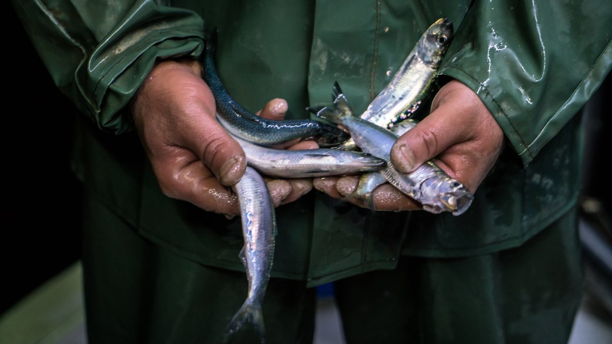 UN_FAO_GFCM's tweet photo. 📢Next week in Burgas, the Working Group on the Black Sea #WGBS convenes for the first time in 3 years.
🐟This important meeting will provide the occasion to discuss the management of priority #species in the #BlackSea and much more.
#GFCM2030 Strategy #BlackSea4Fish https://t.co/OrqZFVasrE