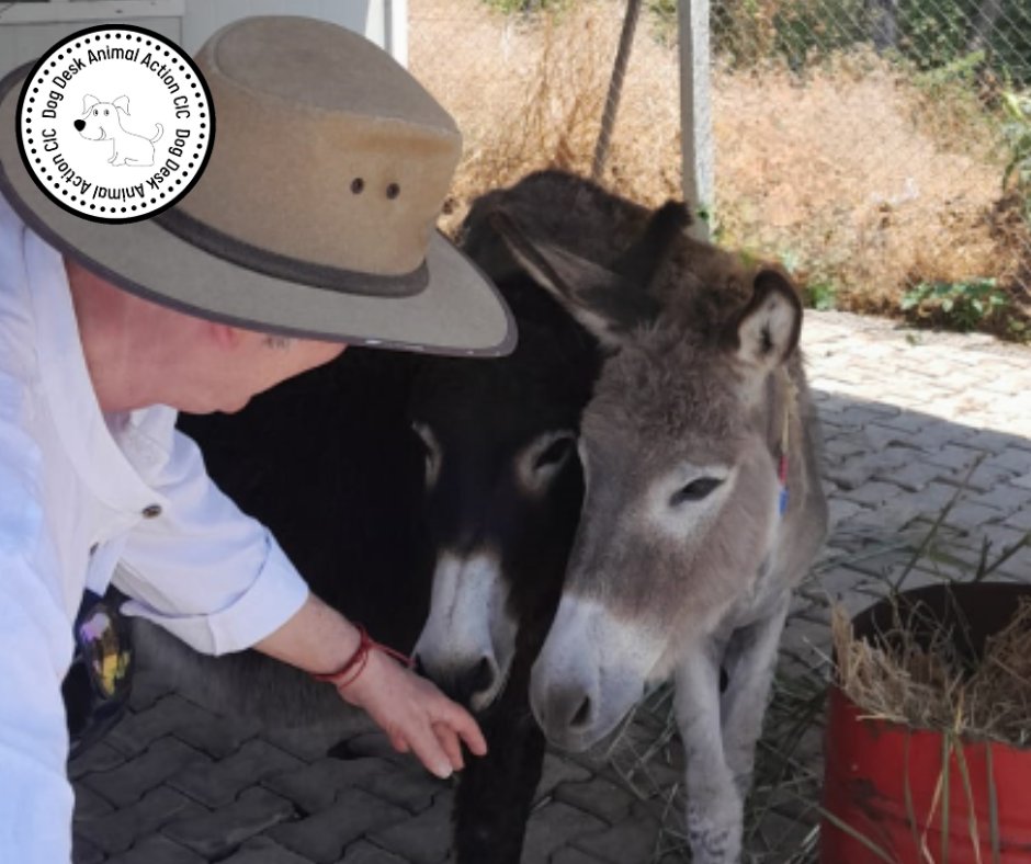 DogDeskAction's tweet photo. Day 6 of our ๐น๐ท trip
Our director Dale caught up with mother & son #donkeys Delilah & Rocco
Delilah is an abandoned ex working donkey who came under the care of the shelter project along with Rocco
#donkeysofx #donkeys #donkey https://t.co/rxDR2xdRWy