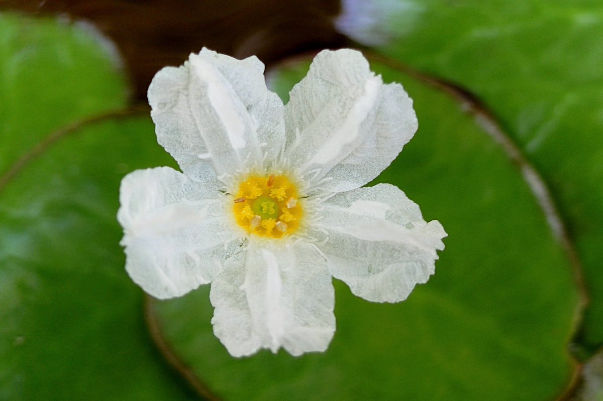 aqua_mono's tweet photo. ニムフォイデスビオトープ順調💚
Xperia 1 Ⅵ のテレマクロでNymphoides hydrophyllaの花も撮影してみたよ。さすがSony！
#ニムフォイデス 
#hydrophylla 
#fulaccida
#nymphoides https://t.co/zUzlzLlHfb
