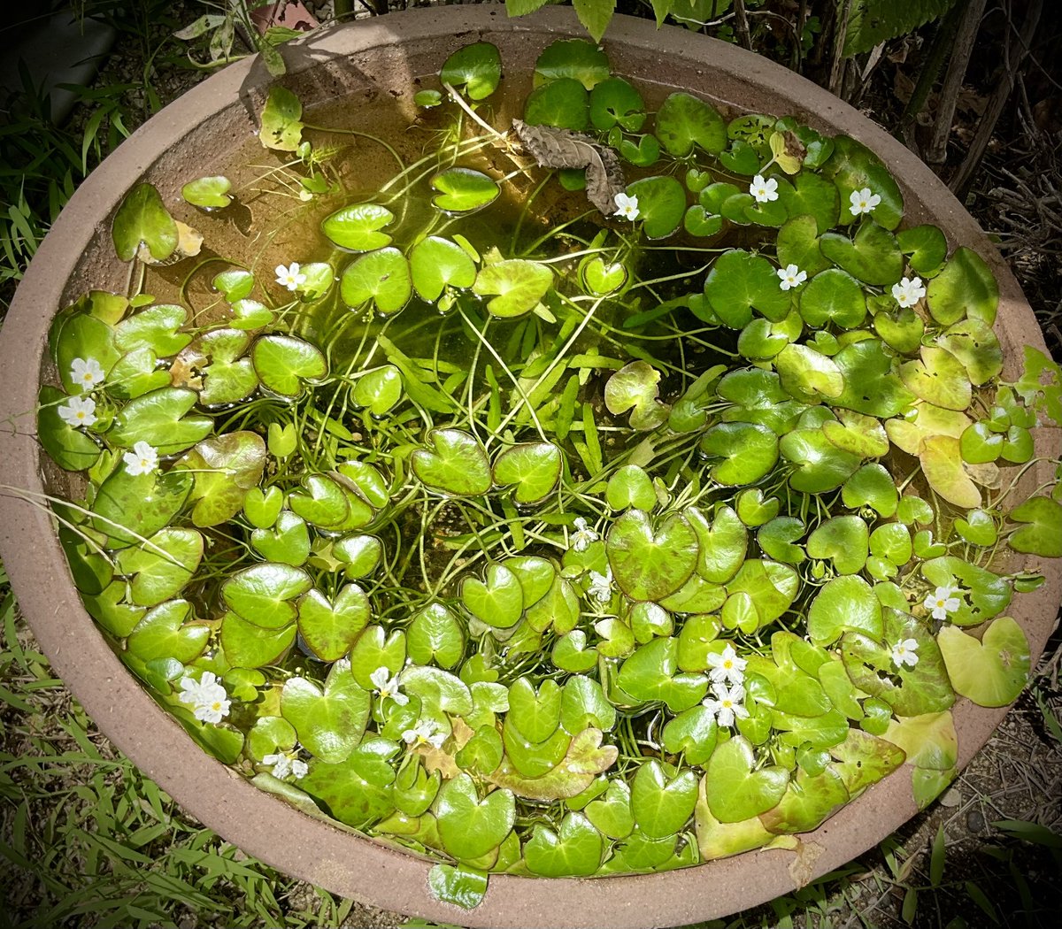 aqua_mono's tweet photo. ニムフォイデスビオトープ順調💚
Xperia 1 Ⅵ のテレマクロでNymphoides hydrophyllaの花も撮影してみたよ。さすがSony！
#ニムフォイデス 
#hydrophylla 
#fulaccida
#nymphoides https://t.co/zUzlzLlHfb