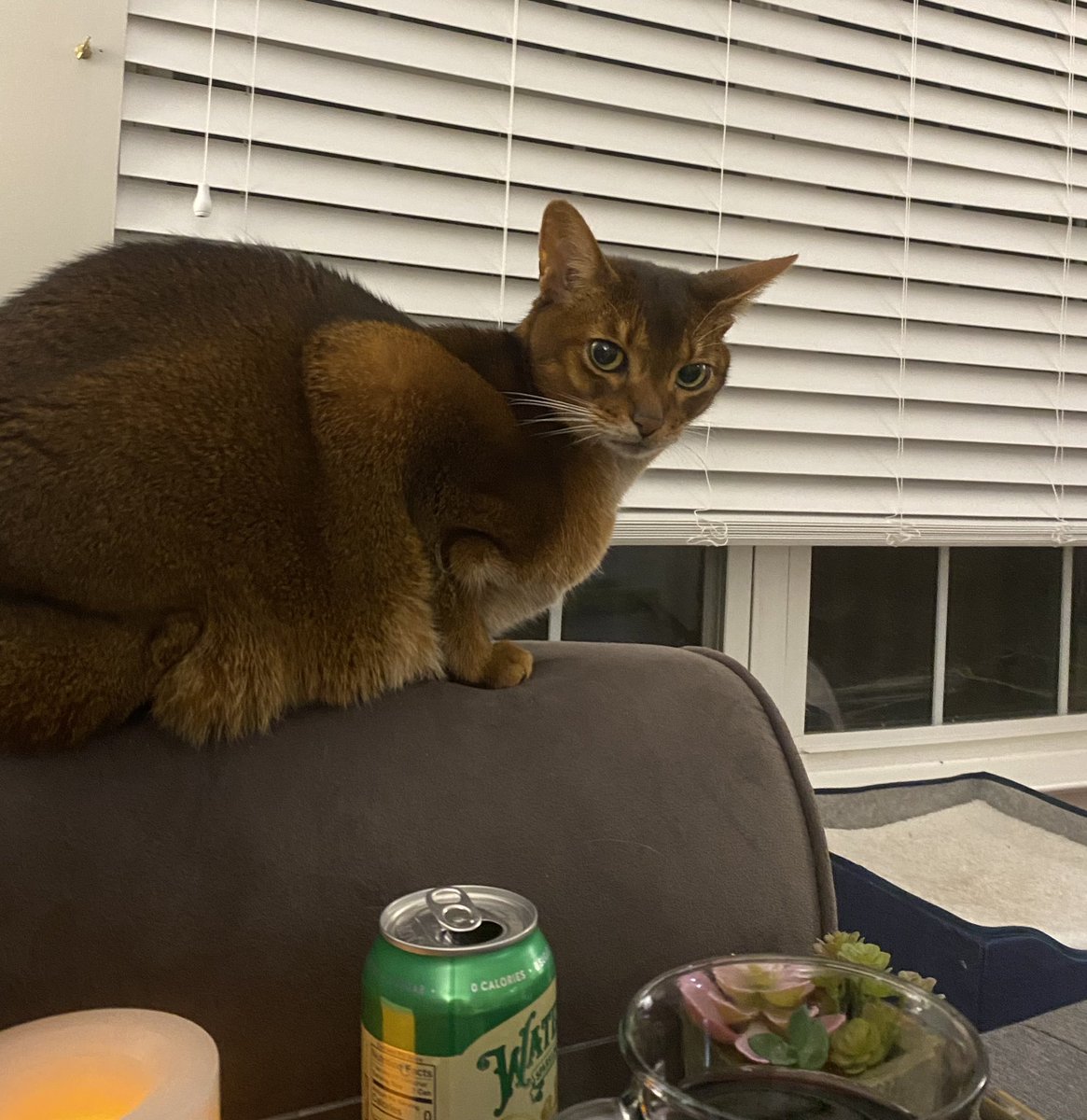 ClaireCre8tes's tweet photo. Iโm actually reading in my reading room (aka Emmaโs playroom!) and sheโs not happy about it ๐
#EmmaCat #amreading #letsstayin https://t.co/xrhsyCBEJc
