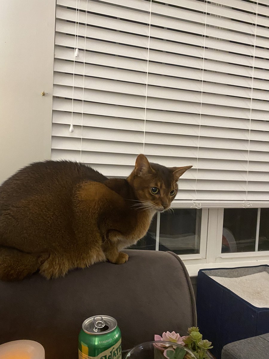 ClaireCre8tes's tweet photo. Iโm actually reading in my reading room (aka Emmaโs playroom!) and sheโs not happy about it ๐
#EmmaCat #amreading #letsstayin https://t.co/xrhsyCBEJc